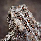 Toad Closeup_25550-2